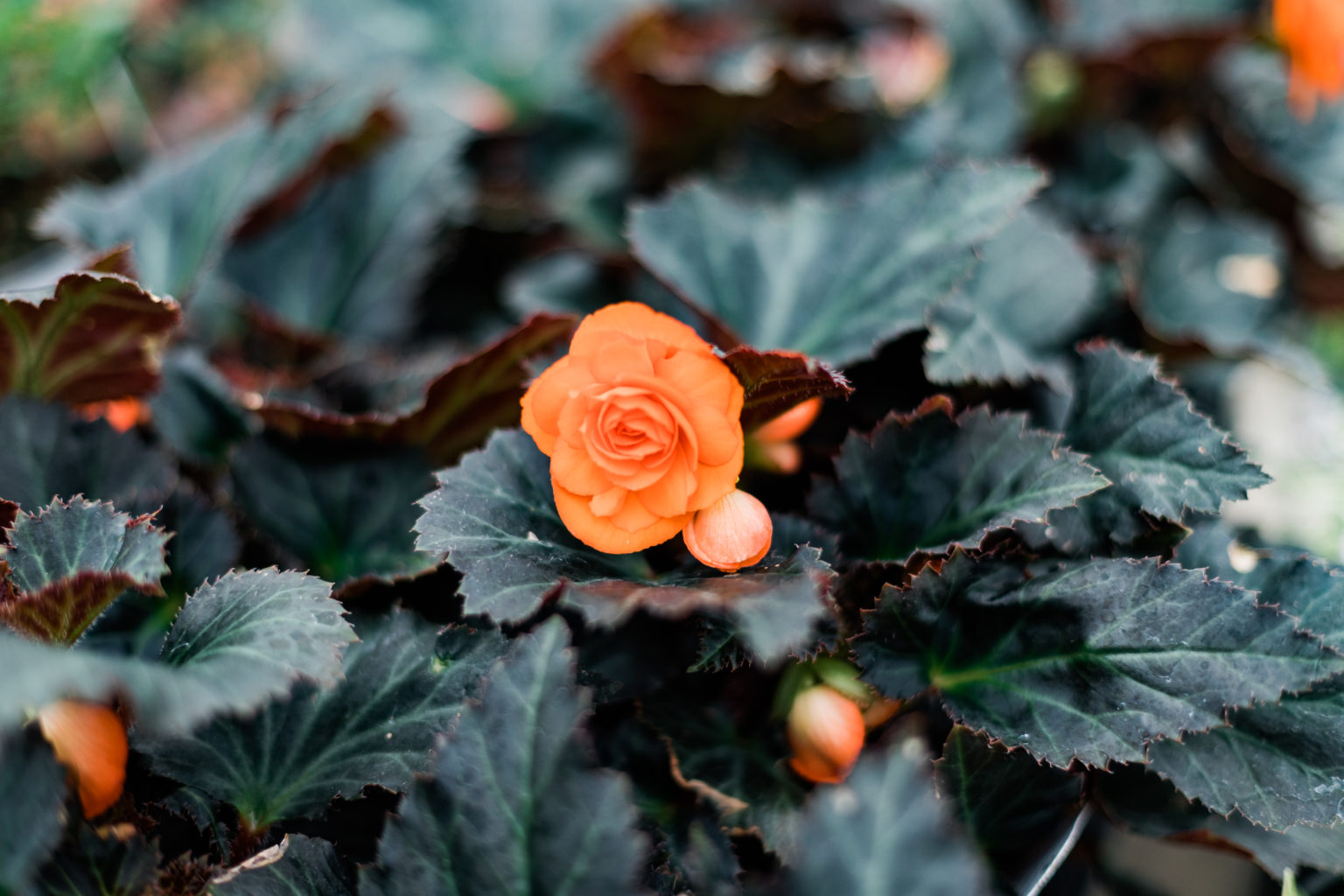 wax begonia care outdoors