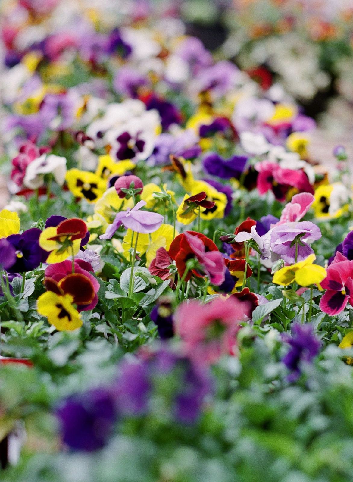All About Pansies - petesgreenhouse.com