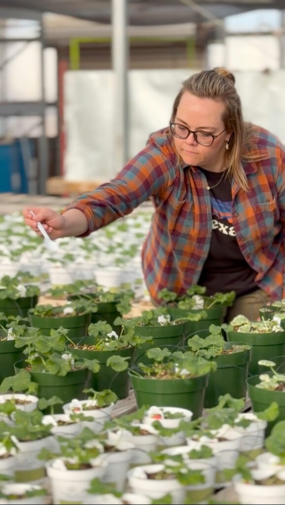 Cass sprinkling good bugs on plants at Pete's Greenhouse in Amarillo Texas.