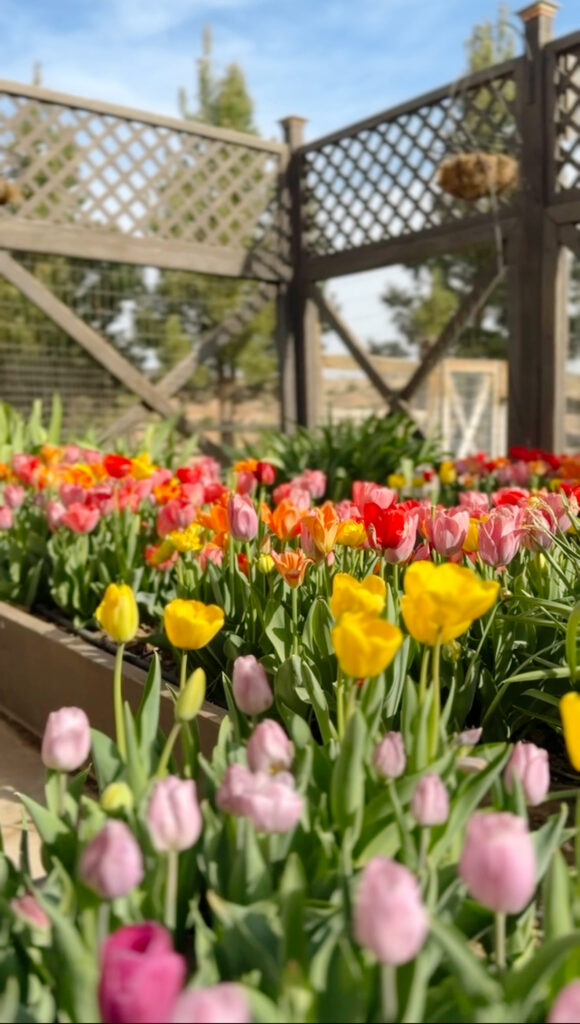 Colorful tulips in raised garden beds with wooden trellis fencing in the background on a sunny spring day.