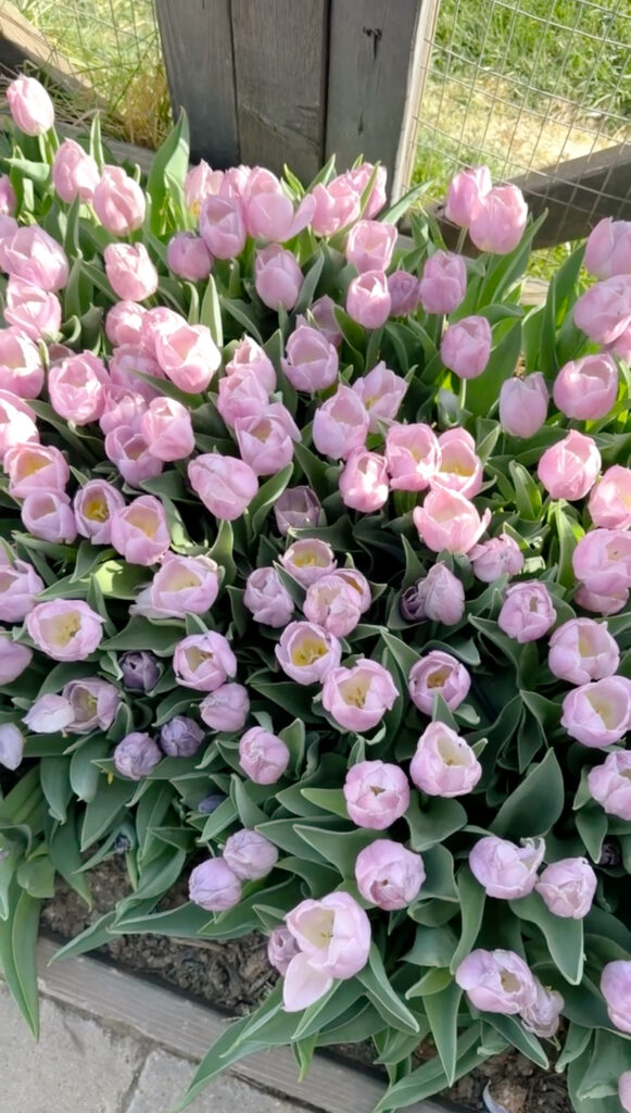 Dense cluster of soft purple tulips blooming in a raised bed, showing a full mass planting style.