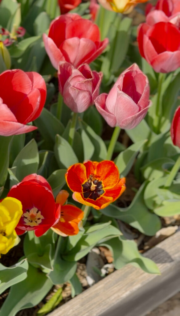 Close-up of red, pink, and orange tulips in a raised garden bed with a bee collecting pollen from an open bloom.