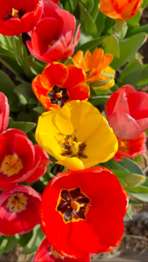 Bee pollinating bright yellow and red tulips in a spring garden, showcasing pollinators in a colorful tulip bed.