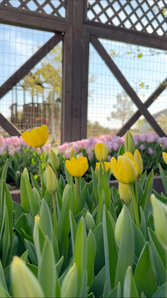 Yellow and pink tulips growing in a raised garden bed with wooden lattice fence and blue sky behind them.